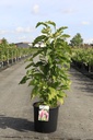 Magnolia 'Ricki' cont. 12L 80/+ cm +f