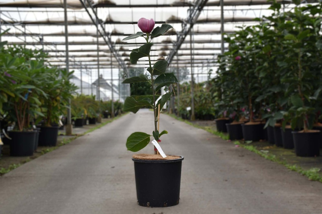 [P] Magnolia 'Venus' Kont. 15L 80-100 cm