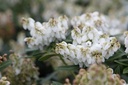 Pieris japonica 'Debutante' cont. 30L 60-70 cm +p