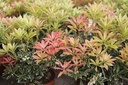 Pieris japonica 'Flaming Silver' cont. 30L 60-70 cm +ф