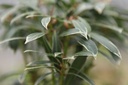 Pieris japonica 'Flaming Silver' cont. 30L 60-70 cm +f