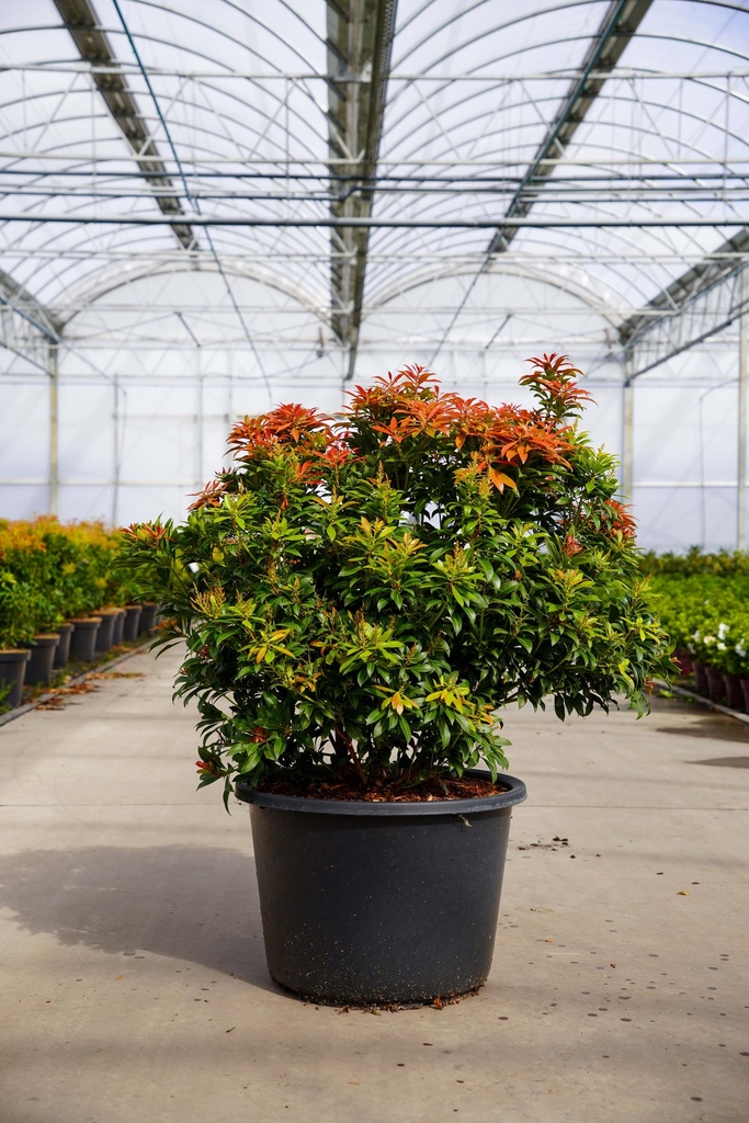 [P] Pieris japonica 'Mountain Fire' cont. 30L 80/+ cm +f