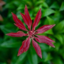Pieris japonica 'Mountain Fire' cont. 30L 80/+ cm +p