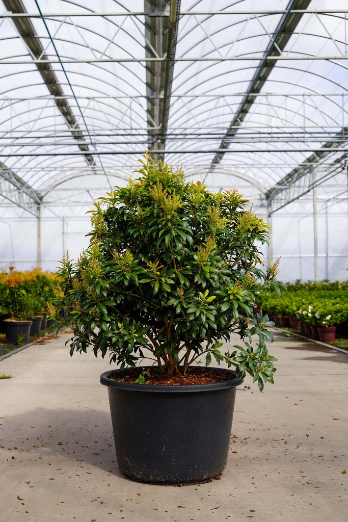 [P] Pieris japonica 'Passion' (PBR) cont. 30L 80/+ cm +f