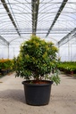 Pieris japonica 'Passion' (PBR) cont. 30L 80/+ cm +ф