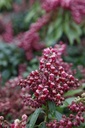 Pieris japonica 'Passion' (PBR) cont. 30L 80/+ cm +p