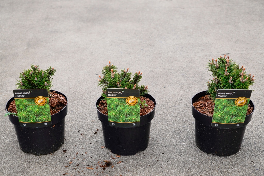 [P] Pinus mugo 'Humpy' cont. 3L 15-20 cm +ф