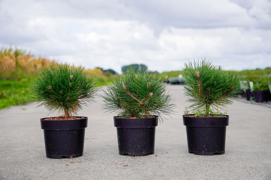 [P] Pinus nigra BAMBINO (PBR) cont. 3L 20-25 cm +f