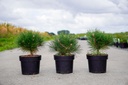 Pinus nigra BAMBINO (PBR) cont. 3L 20-25 cm +ф