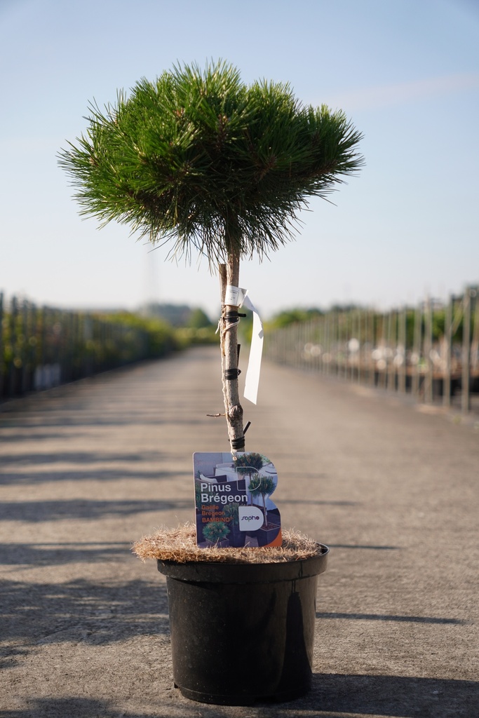 Pinus nigra BAMBINO (PBR) cont. 5L 40 cm standard +p