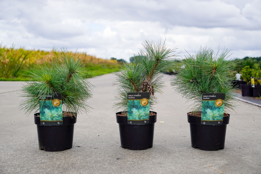 [P] Pinus strobus 'Radiata' cont. 3L 25-30 cm +ф
