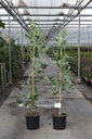Liriodendron tulipifera 'Snowbird' cont. 12L 100-125 cm +p