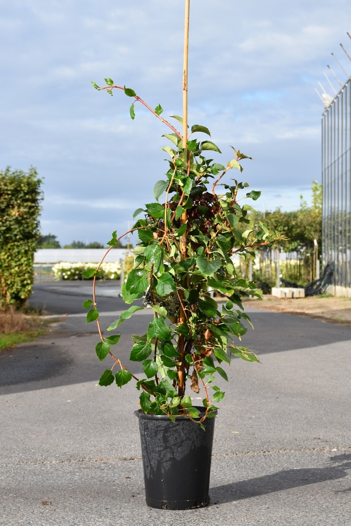 [P] Schizophragma hydrangeoides SNOW SENSATION (PBR) cont. 7L выс. 80/+ cm +ф