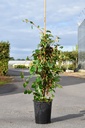 Schizophragma hydrangeoides SNOW SENSATION (PBR) cont. 7L hoog 80/+ cm +f