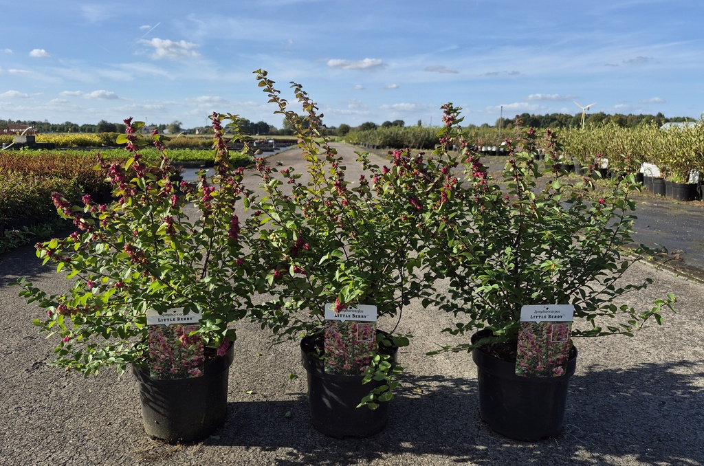 [P] Symphoricarpos LITTLE BERRY (PBR) cont. 3,6L 30-40 cm +p