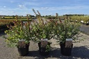 Symphoricarpos LITTLE BERRY (PBR) vaso 3,6L 30-40 cm +f
