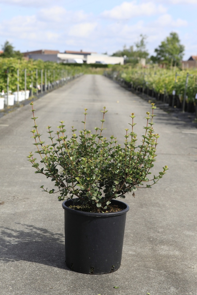 [P] Viburnum harryanum cont. 12L 50-60 cm +ф