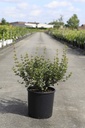Viburnum harryanum cont. 12L 50-60 cm +f