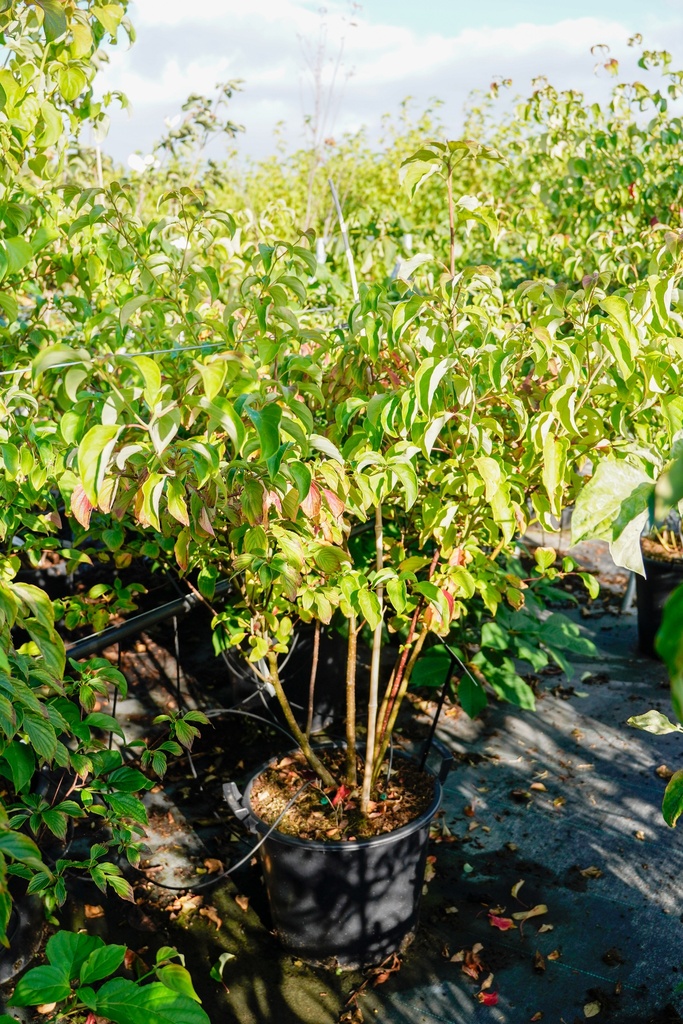 [P] Cornus alternifolia Kont. 30L 150/+ cm