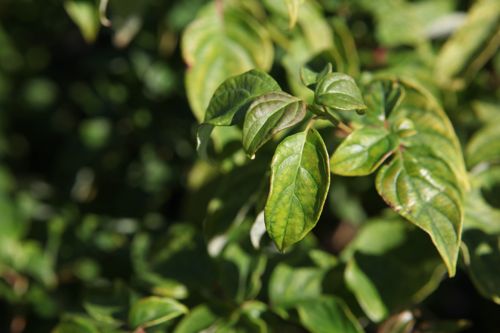 [P] Cornus alternifolia cont. 30L 150/+ cm