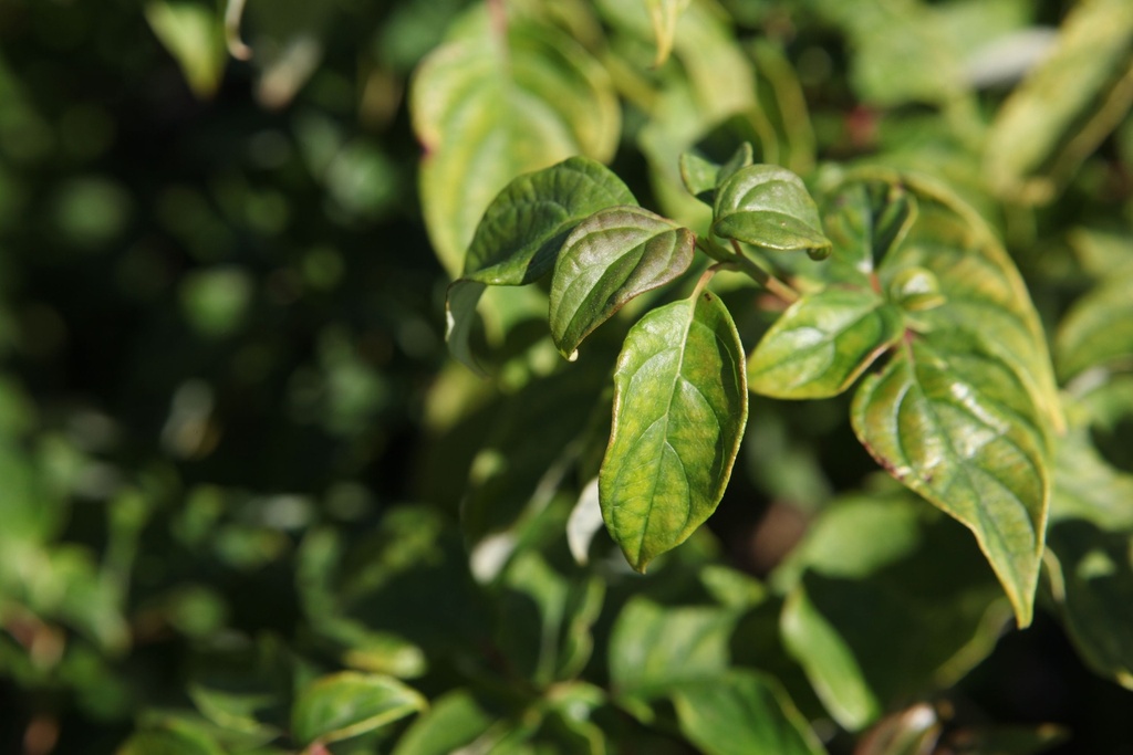 [P] Cornus alternifolia cont. 30L 150/+ cm