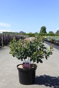 Cotinus coggygria SMOKEY JOE (PBR) Kont. 10L 60-80 cm +B
