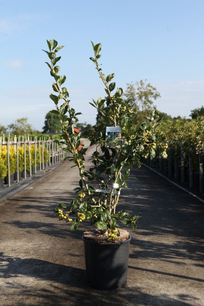 [P] Crataegus lavalleei 'Carrierei' cont. 18L 125/+ cm +p