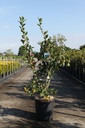 Crataegus lavalleei 'Carrierei' cont. 18L 125/+ cm +B
