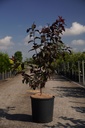 Malus 'Royalty' Kont. 18L 100-125 cm +B