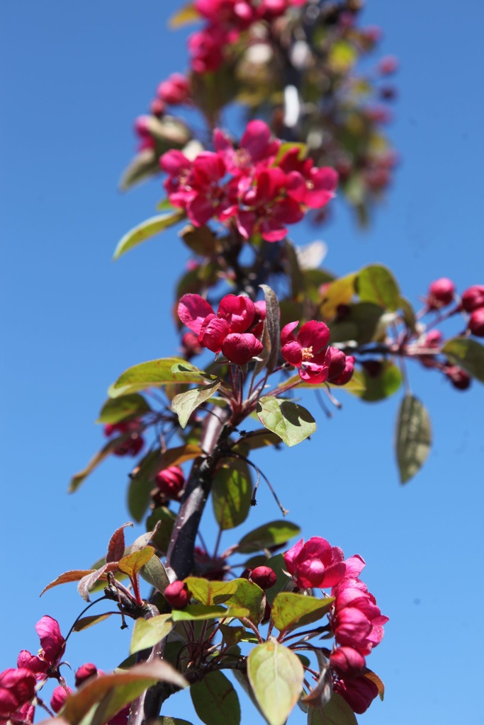 [P] Malus 'Indian Magic' cont. 18L 100/+ cm +f