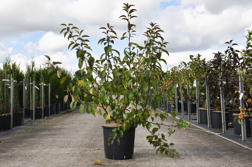 [P] Malus 'Indian Magic' cont. 18L 100/+ cm +f