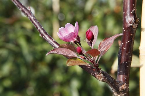 Malus 'Indian Magic' cont. 18L 100/+ cm +f
