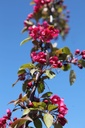 Malus 'Indian Magic' cont. 18L 100/+ cm +B