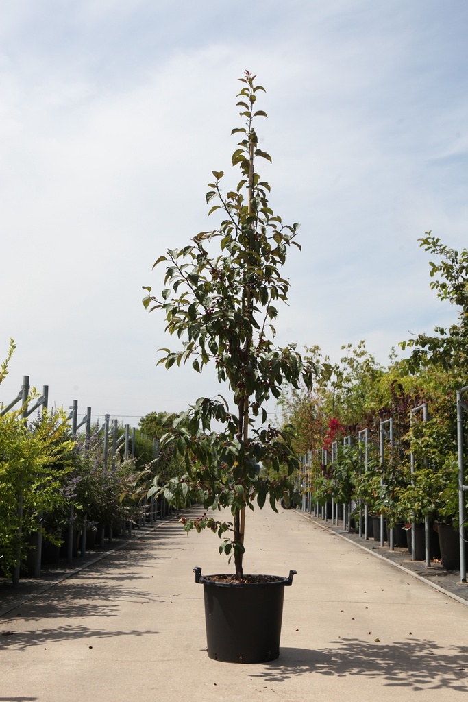 [P] Malus 'Indian Magic' cont. 30L 200-250 cm feathered +ф
