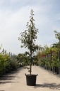 Malus 'Indian Magic' cont. 30L 200-250 cm feathered +p