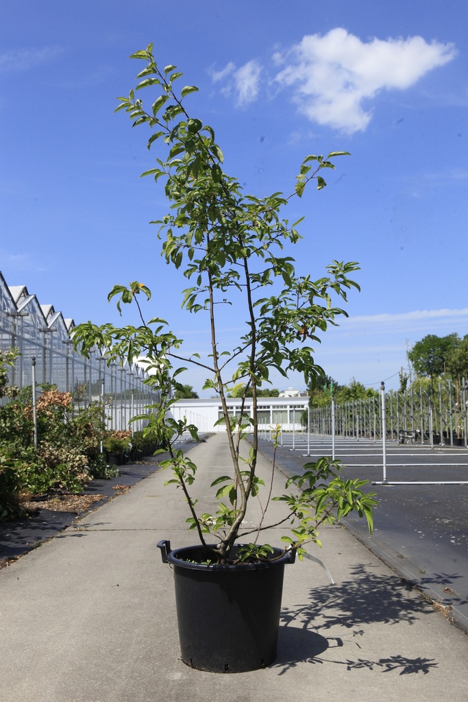 Malus 'Sugar Tyme' cont. 30L 200-250 cm spil +f
