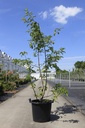 Malus 'Sugar Tyme' cont. 30L 200-250 cm feathered +p