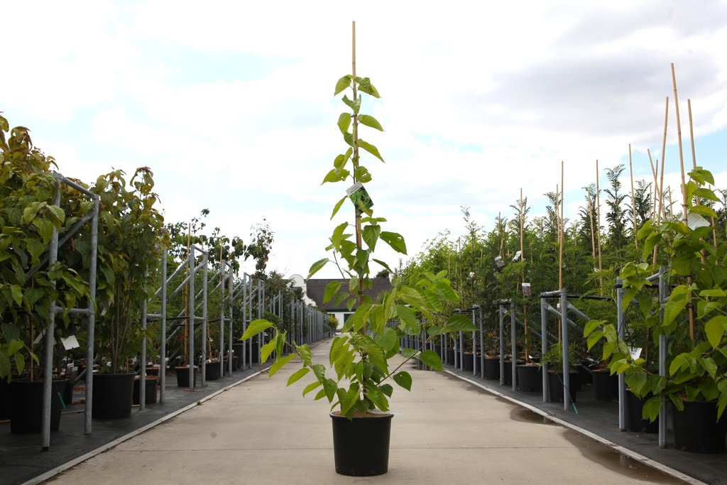 Morus nigra 'Wellington' cont. 15L 175-200 cm feathered +p