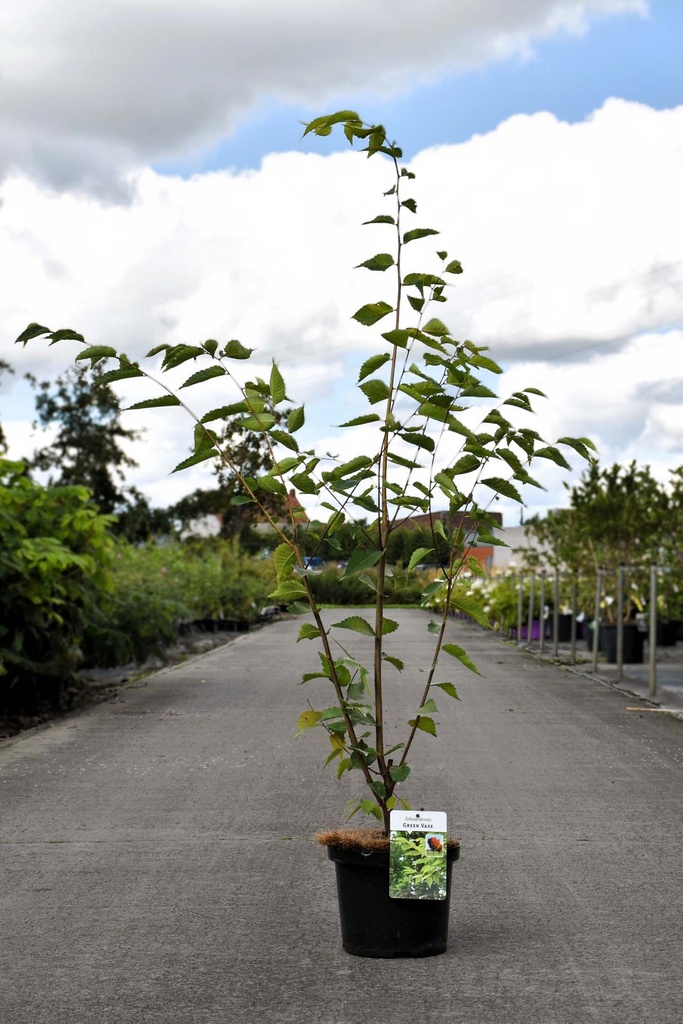 [P] Zelkova serrata GREEN VASE kont. 5L 60-80 cm +f