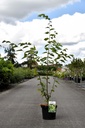 Zelkova serrata GREEN VASE vaso 5L 60-80 cm +f