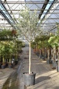 Olea europaea 'Leccino' cont. 50L halfstam 12-14