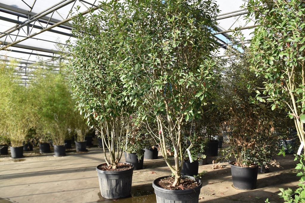 [P] Photinia fraseri 'Red Robin' cont. 130L 250-300 cm cépée
