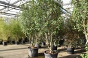 Photinia fraseri 'Red Robin' cont. 130L 250-300 cm multi-stem