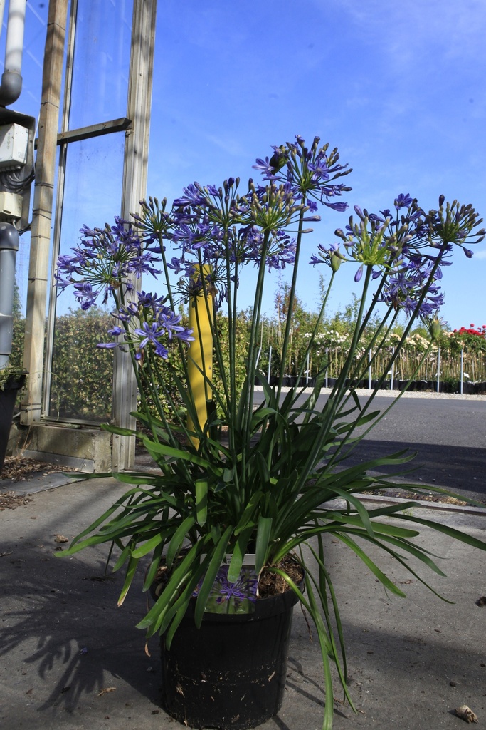 [P] Agapanthus 'Su Casa' (PBR) cont. 10L (blue) +p