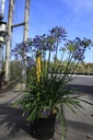 Agapanthus 'Su Casa' (PBR) cont. 10L (blauw) +f