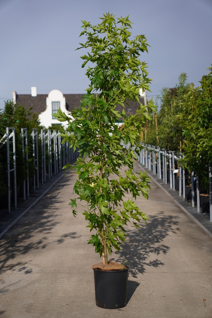 [P] Liquidambar styraciflua 'Worplesdon' cont. 18L 200/+ cm feathered