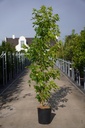 Liquidambar styraciflua 'Worplesdon' cont. 18L 200/+ cm spil