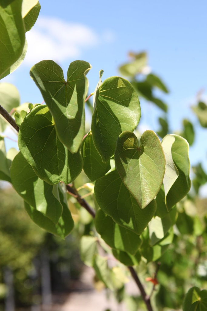 [P] Cercis canadensis 'Pink Pom Poms' cont. 70L 175-200 cm