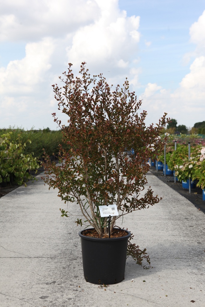 [P] Lagerstroemia indica 'Neige d'été' cont. 25L 80-100 cm +p