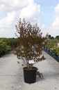 Lagerstroemia indica 'Neige d'été' Kont. 25L 80-100 cm +B